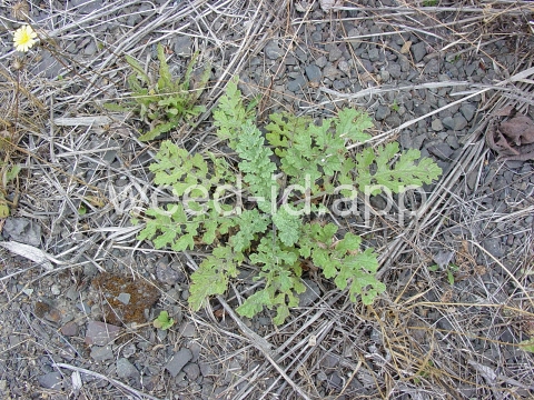 ragwort, tansy